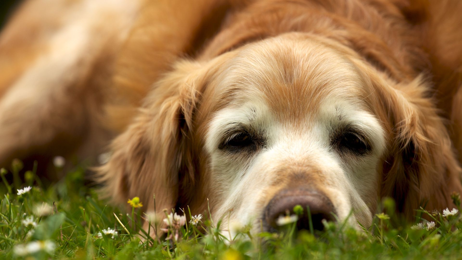 Alburnett Vet Services header images contact us Contact Us