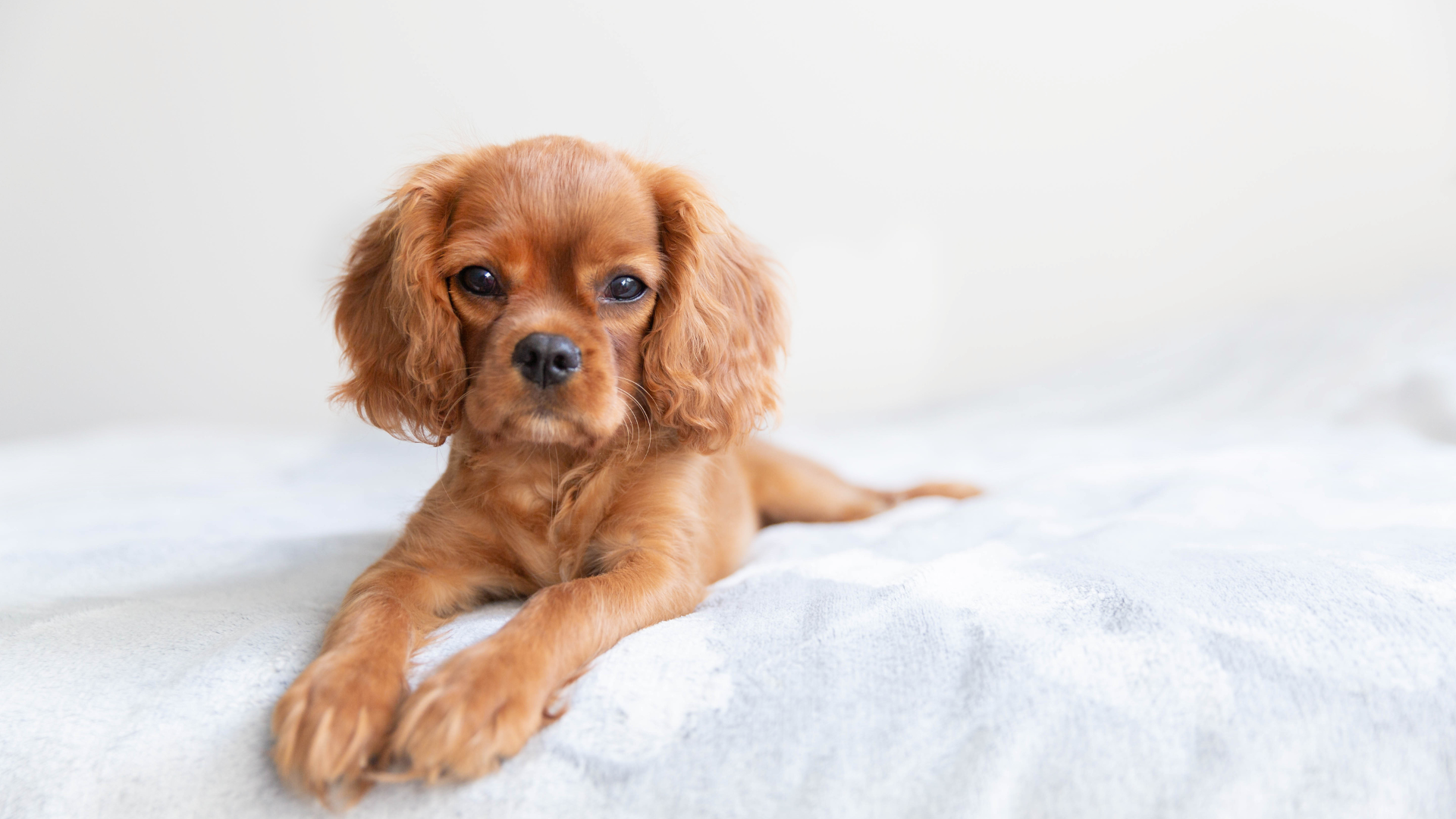 Alburnett Vet Services header images - blog