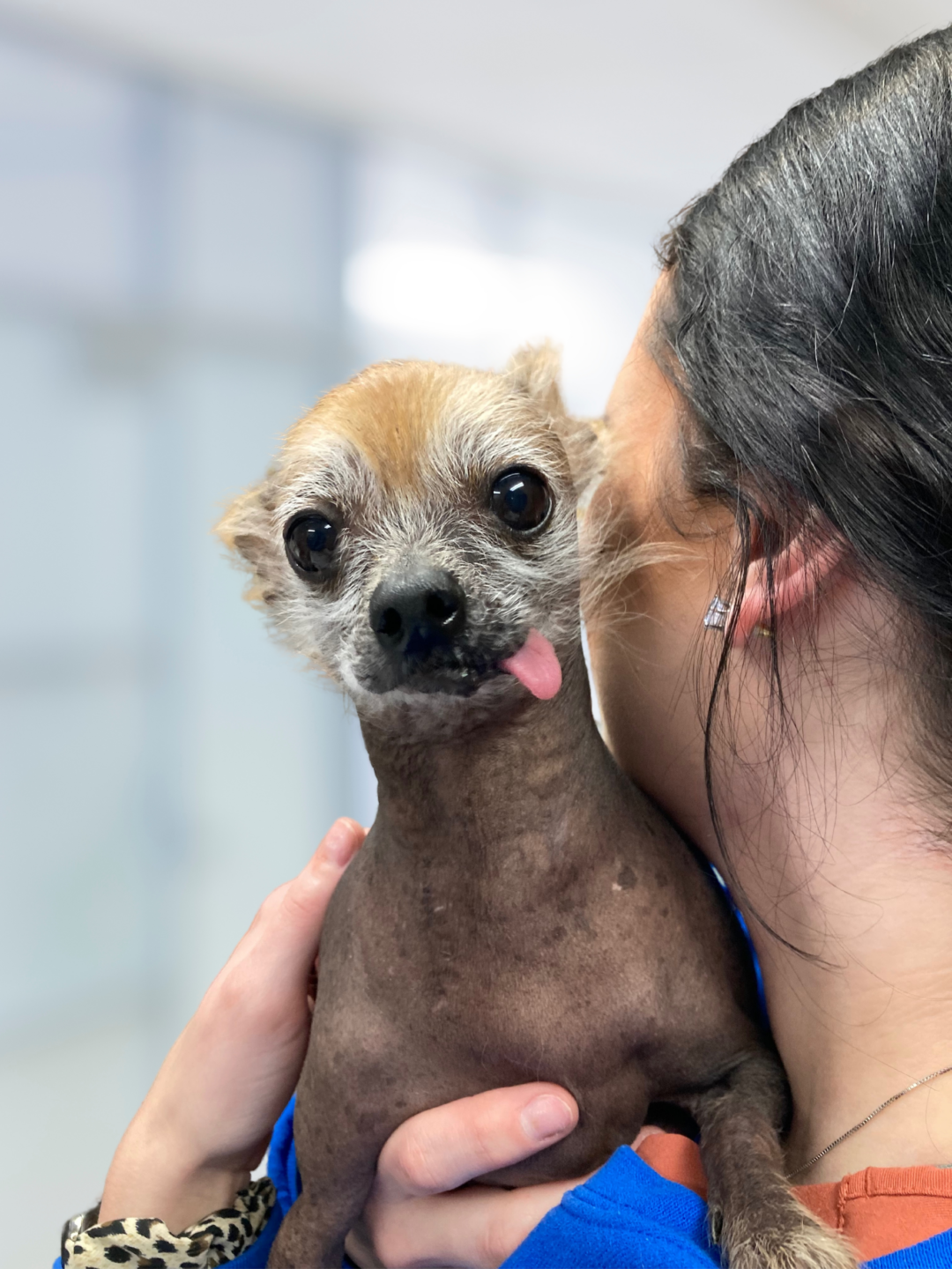 Vet Near Me IA 52202 Veterinary Service