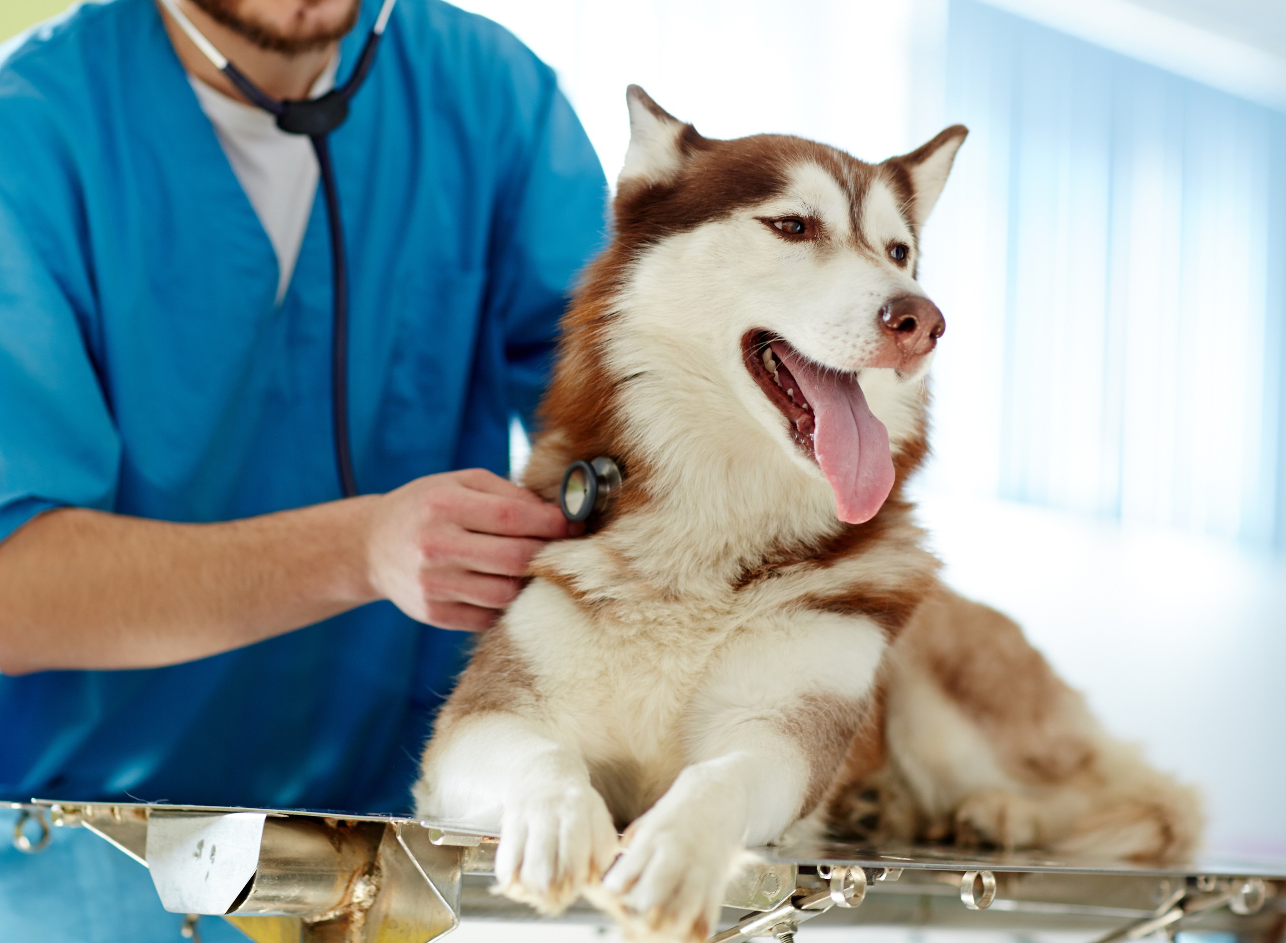 Cute dog lying on table during medical examination