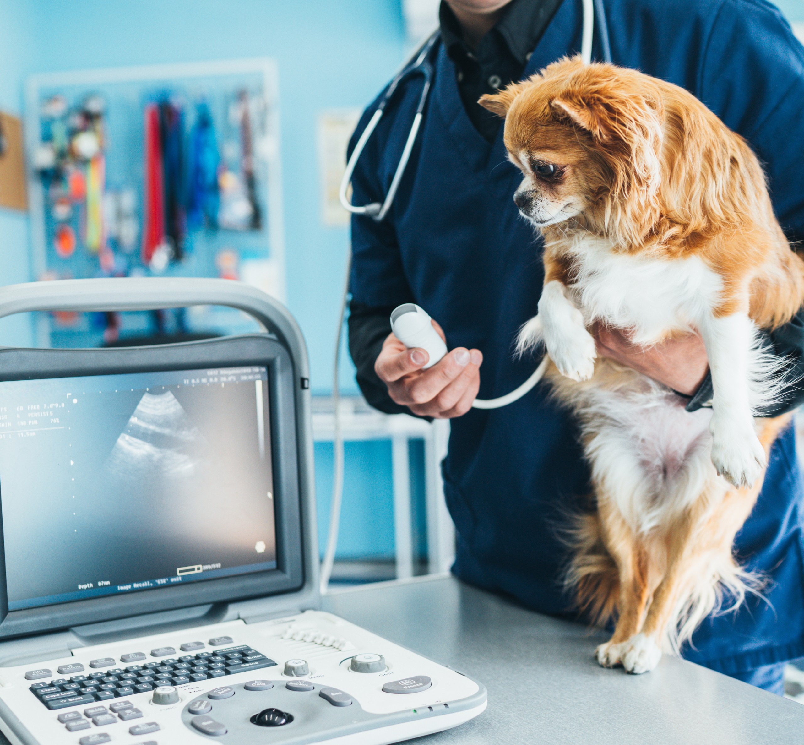Dog having ultrasound scan in vet office