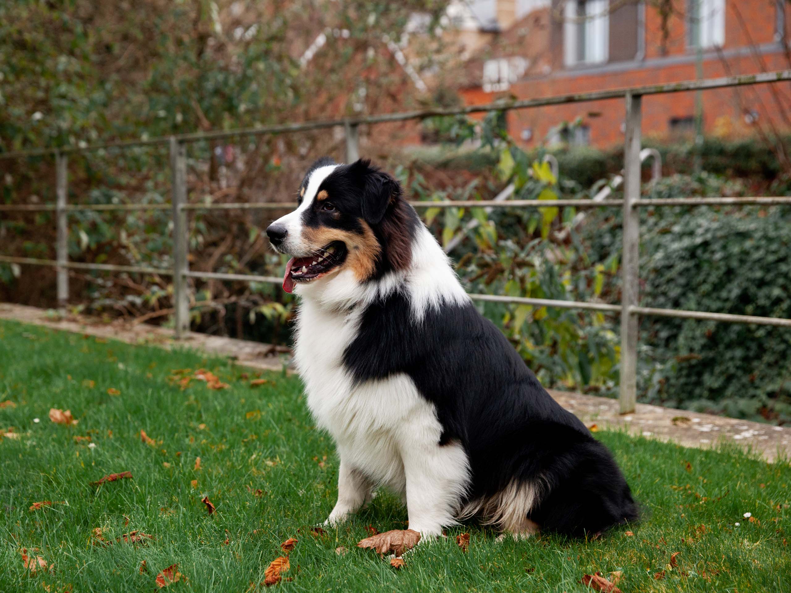 dog sitting on the grass