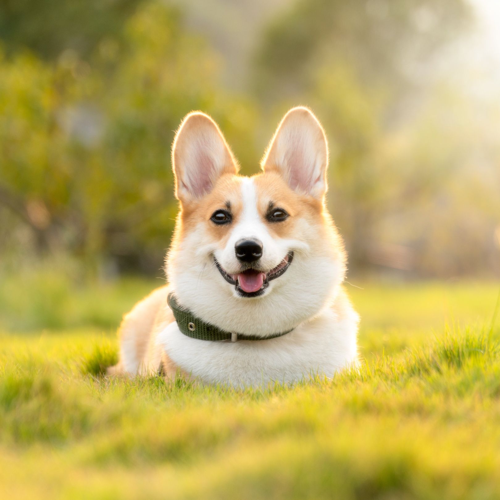 Corgi dog sitting on lawn