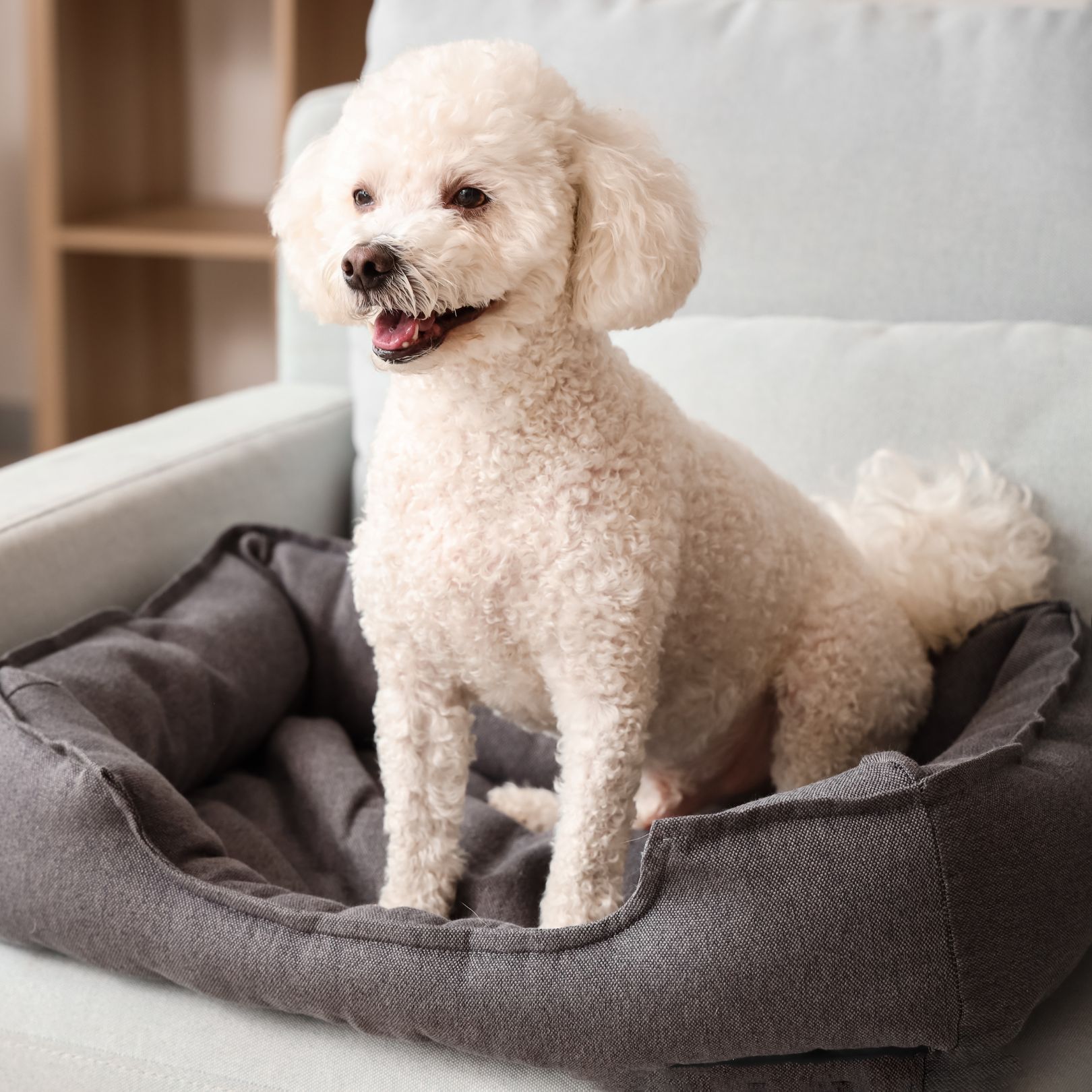 Cute Poodle Dog Sitting in Pet Bed at Home<br />
